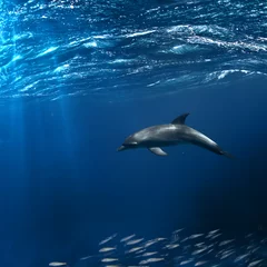 Photo sur Aluminium Dauphin Un dauphin sous l& 39 eau dans un habitat naturel flottant au-dessus d& 39 un banc de poissons
