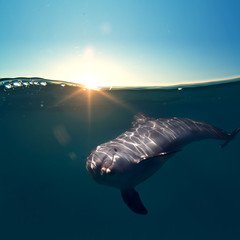 A funny dolphin under waterline with sun at the edge of surface