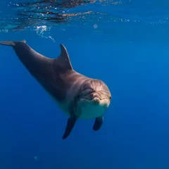 Crédence de cuisine en verre imprimé Dauphin Un dauphin sous l& 39 eau dans son habitat naturel ferme la surface de l& 39 eau