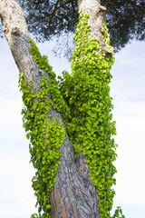 Invasive ivy plant climbing up a pine tree