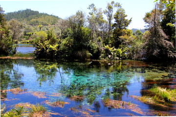 Maori See