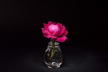Tiny pink rose in a small transparent vase