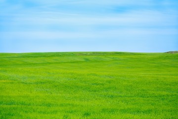 Golf, green, grass.