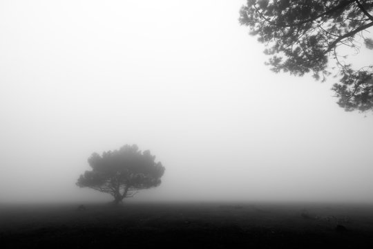 Fototapeta lonely foggy tree