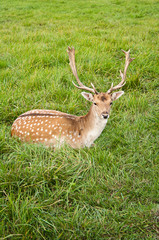 Naklejka na ściany i meble male deer rest on green grass