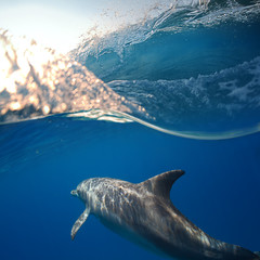 A dolphin playing under surfing wave