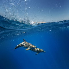 Half water split. A pair of dolphins playing under water line with splashes © willyam