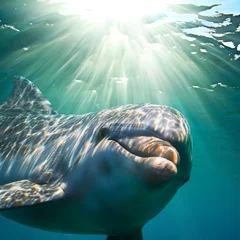 Wall murals Dolphin A dolphin underwater with sunbeams. Closeup portrait
