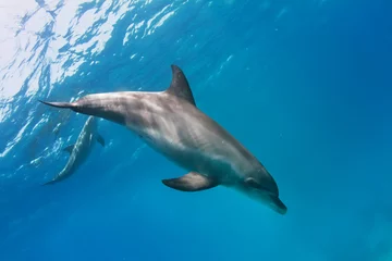 Schilderijen op glas a pair of dolphins playing in sunrays underwater © willyam