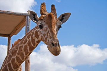 giraffe head on summer sky