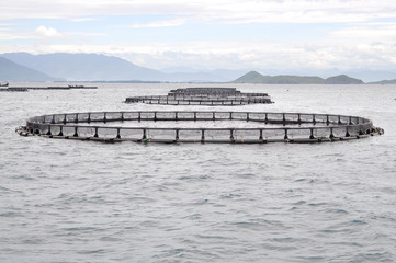 Marine cage culture in the sea