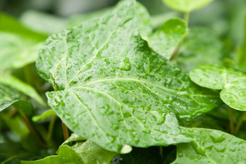 green leaf with drop water