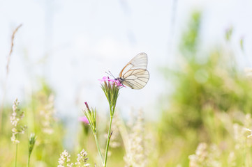 butterfly perched on a flower
