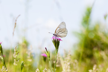 butterfly perched on a flower