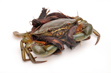 Crab from the Mekong delta on a white background