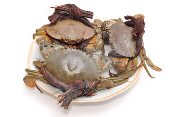 Crab from the Mekong delta on a white background