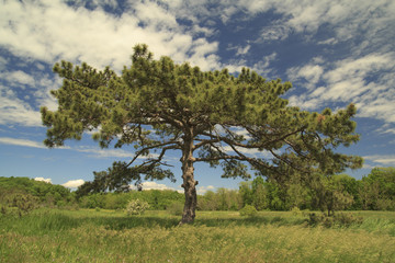 Fototapeta na wymiar Lonely Pine