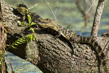 Baby American alligator