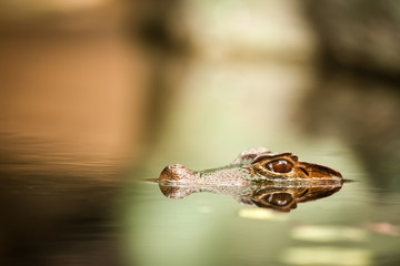 Caiman hiding underwater