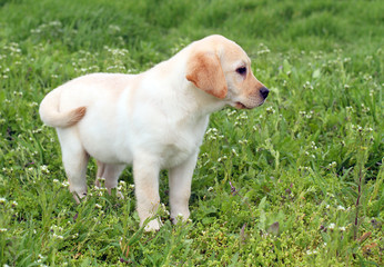 a nice yellow labrador puppy in green grass