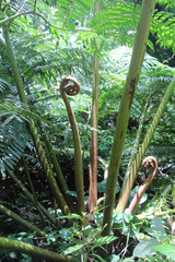 Hawaiian fiddlehead fern growing in the tropical rainforest, Oahu, Hawaii