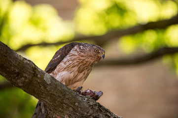 Cooper's hawk feeding on bird