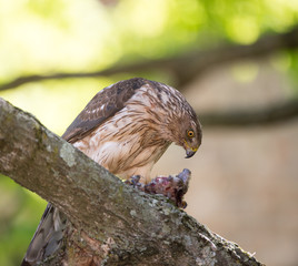 Cooper's hawk feeding on bird