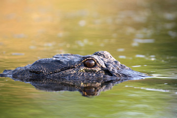 Large American alligator in The water