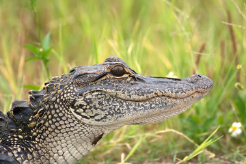 Fototapeta premium Young American alligator