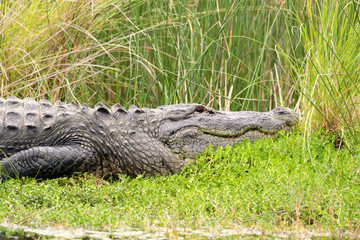 Large American alligator