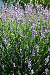 Obraz premium Lavendel in voller Blütenpracht