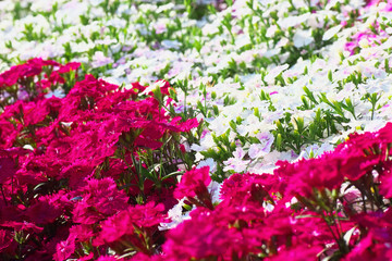 The flower garden of Dianthus Telstar