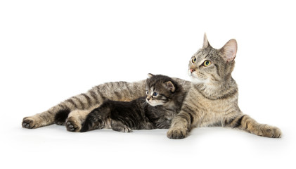 Female tabby cat and kitten