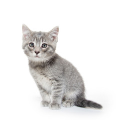 Obraz premium Cute gray tabby kitten on white