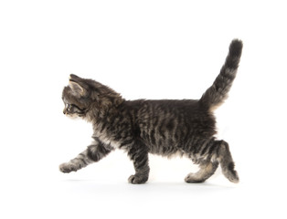 Cute baby tabby kitten on white © Tony Campbell
