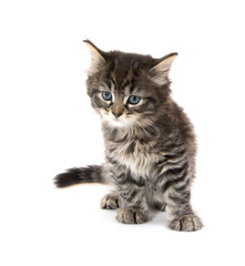 Cute tabby kitten on white background