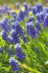 Flowering muscari