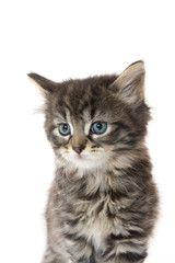 Obraz premium Cute tabby kitten on white background