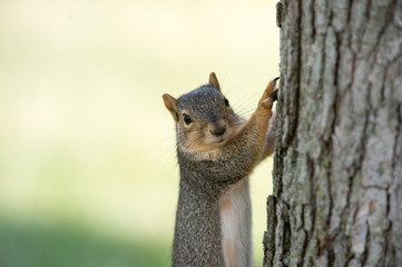 Eastern gray squirrel on tree