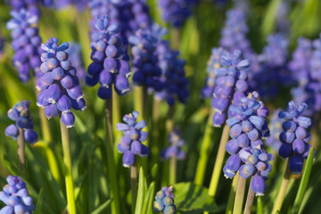 Flowering muscari