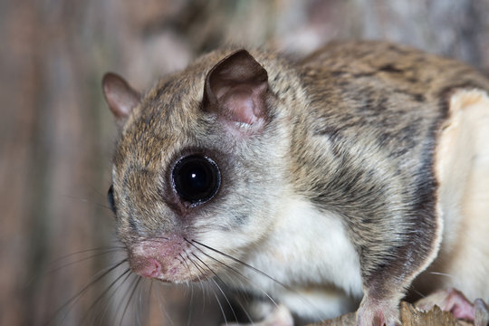 Fkying squirrel on a tree