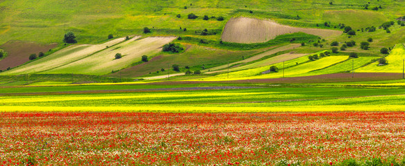 scenec Italy - Castelluccio di Norcia, blooming meadows. Umbria