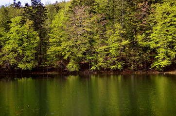 jeziorko leśne 