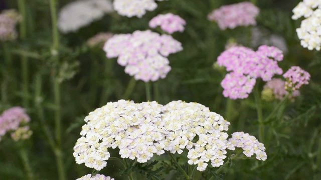 Schafgarbe, Achillea millefolium, Heilflanze mit  Bl&uuml;te, 