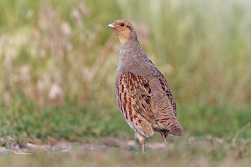 Guard/Grey partridge