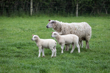 Naklejka na ściany i meble Sheep and Newborn Lambs