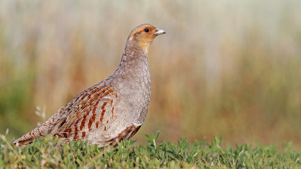 Front view/Grey partridge