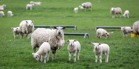 Fototapeta na wymiar Sheep and Newborn Lambs