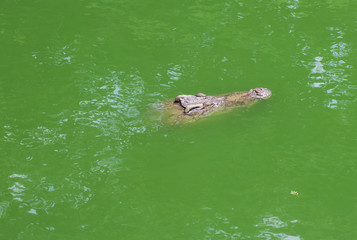 Crocodile floating in the water close up