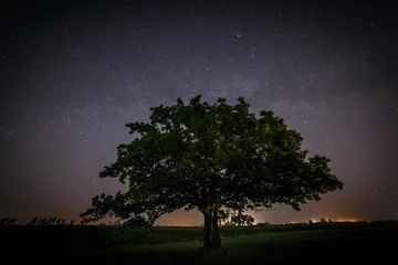 Foto op Plexiglas Eik met groene bladeren op een achtergrond van de nachtelijke hemel © lexuss
